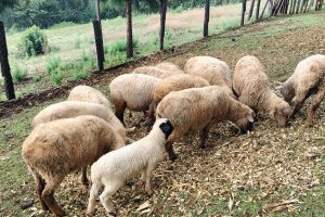 Method crest ranch breeds (6) Method crest ranch breeds (6)