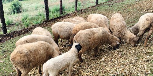 Method crest ranch breeds (6)