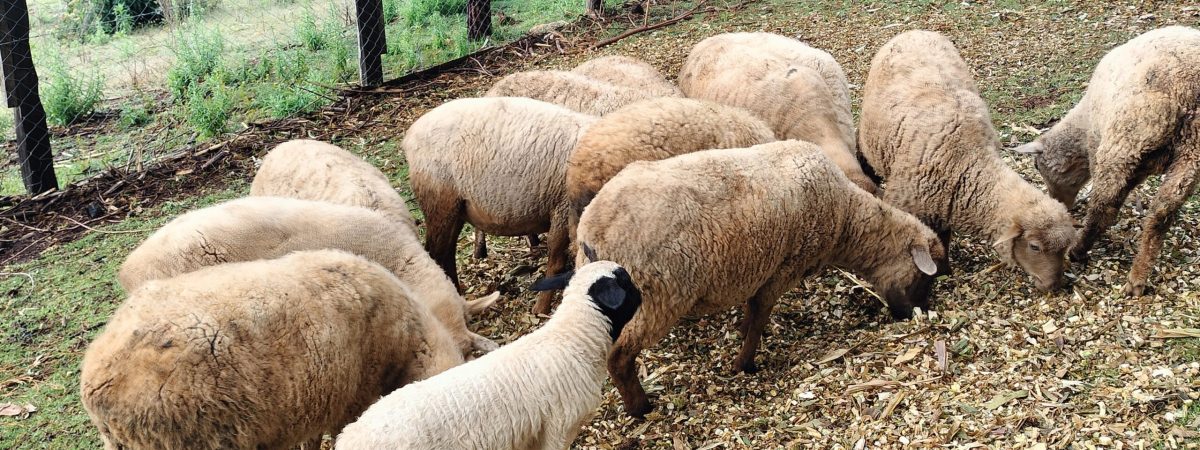 Method crest ranch breeds (6)